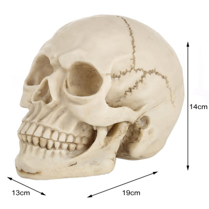 Skull Head Hallowmas Prop Gadget Display, Size: 19(L) x 13(W) x 14cm(H)(White)-garmade.com