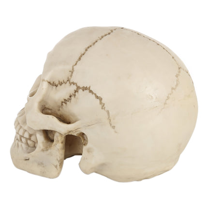 Skull Head Hallowmas Prop Gadget Display, Size: 19(L) x 13(W) x 14cm(H)(White)-garmade.com