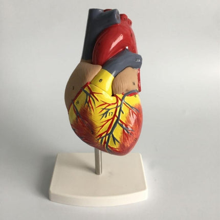 1: 1 Human Heart Anatomical Model Cardiology Heart Anatomy Teaching Model with Number Mark-garmade.com