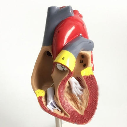 1: 1 Human Heart Anatomical Model Cardiology Heart Anatomy Teaching Model with Number Mark-garmade.com