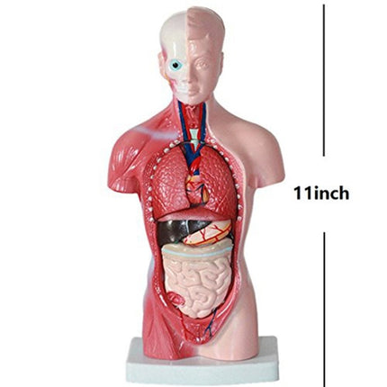 Primary and Secondary Education 26CM Torso Model Human Anatomy Organ Structure Model(As Show)-garmade.com