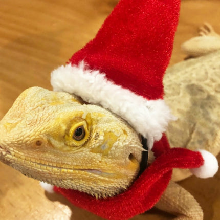 Lizard Crawling Pet Out Christmas Dress Up, Specification: Hat+Scarf-garmade.com