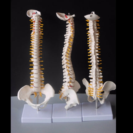 Human Spine with Pelvic Model Human Anatomical Anatomy Spine Model Spinal Column Model, Size: 45cm-garmade.com