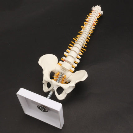 Human Spine with Pelvic Model Human Anatomical Anatomy Spine Model Spinal Column Model, Size: 45cm-garmade.com