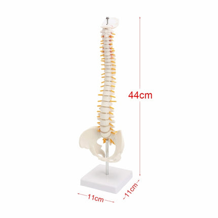 Human Spine with Pelvic Model Human Anatomical Anatomy Spine Model Spinal Column Model, Size: 45cm-garmade.com
