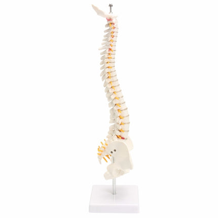 Human Spine with Pelvic Model Human Anatomical Anatomy Spine Model Spinal Column Model, Size: 45cm-garmade.com