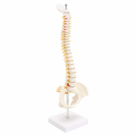 Human Spine with Pelvic Model Human Anatomical Anatomy Spine Model Spinal Column Model, Size: 45cm-garmade.com